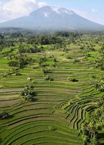 bali